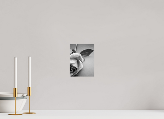 15 x 20 cm, Monochrom, Alu-Dibond, glänzend Half Rose